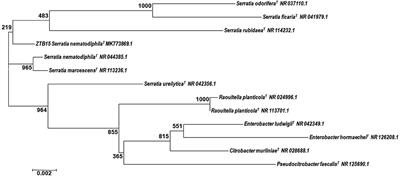 Microbial Fabrication of Zinc Oxide Nanoparticles and Evaluation of Their Antimicrobial and Photocatalytic Properties